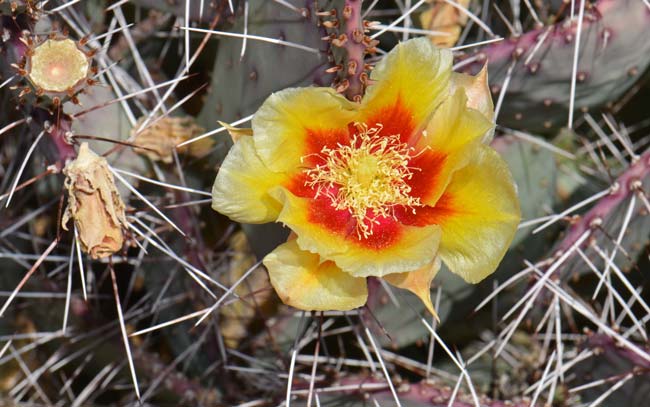 Long-spined Prickly Pear has showy yellow flowers with red tinges in the lower portions; both the filaments and anthers are also yellow. Plants bloom from March to June. Opuntia macrocentra Long-spined Prickly Pear has showy yellow flowers with red tinges in the lower portions; both the filaments and anthers are also yellow. Plants bloom from March to June. Opuntia macrocentra